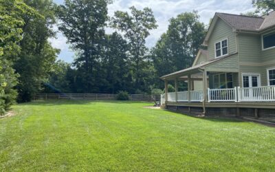 How to Create a Privacy-Focused Backyard Using Plants, Lighting, and Hardscapes